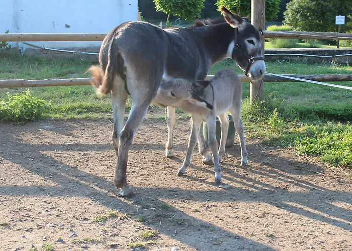 Romantic Mlyn Karlštejn